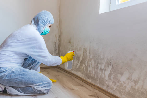 Licensed Mold Testing service in Dimondale, MI - WQB Mold Removal